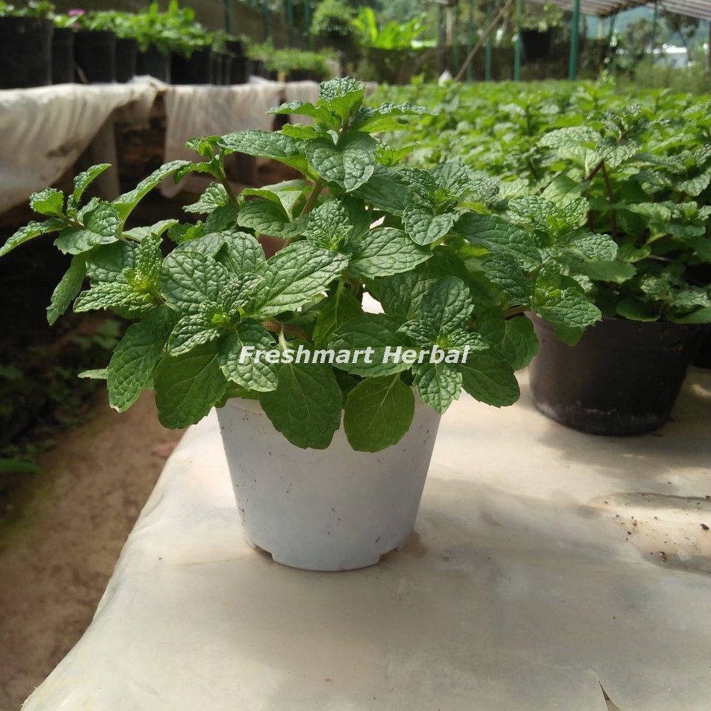 Bibit Daun Mint Bibit Tanaman Mint Bibit Pohon Apel Mint