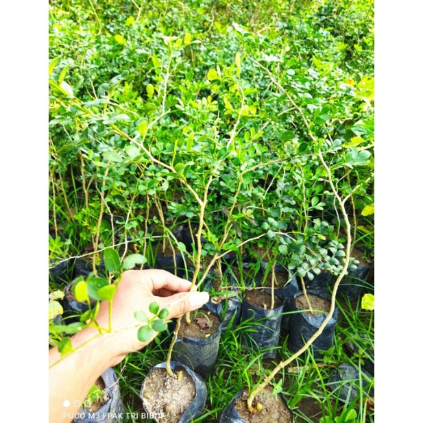 bahan bonsai kawista batu /Bibit kawista