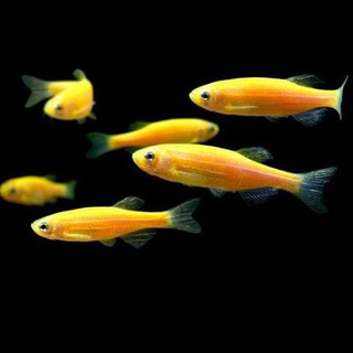 Ikan hias aquascape Glofish Danio import | Shopee Indonesia