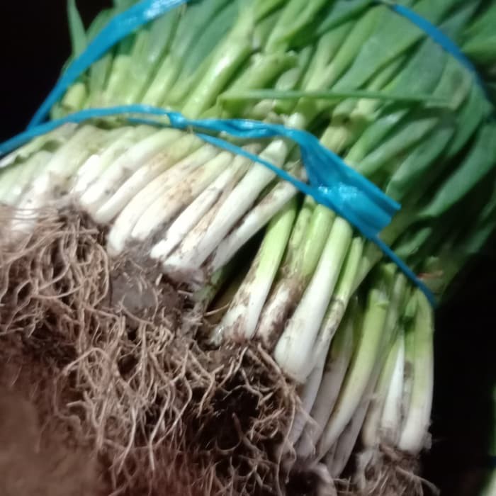 

Langsung Order BAWANG DAUN segar per Kg Diskon