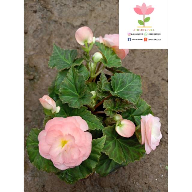 Bunga BEGONIA MAWAR Hybrid pink