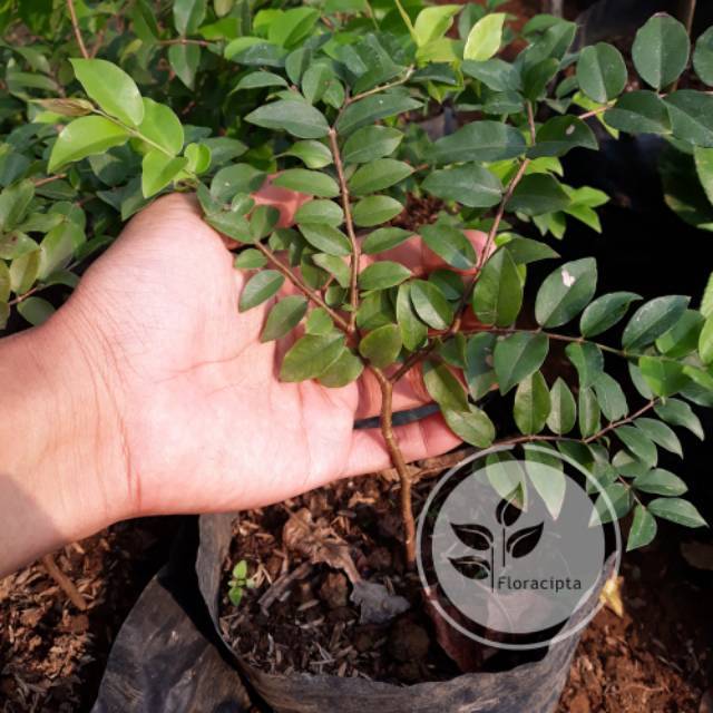 Bibit Pohon Anggur Brazil Buah Hitam Anggur Pohon Kupalandak Bibit Anggur Brazil Pohon Buah Anggur