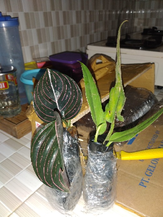 Tanaman Hias Aglonema Rotundum Aceh