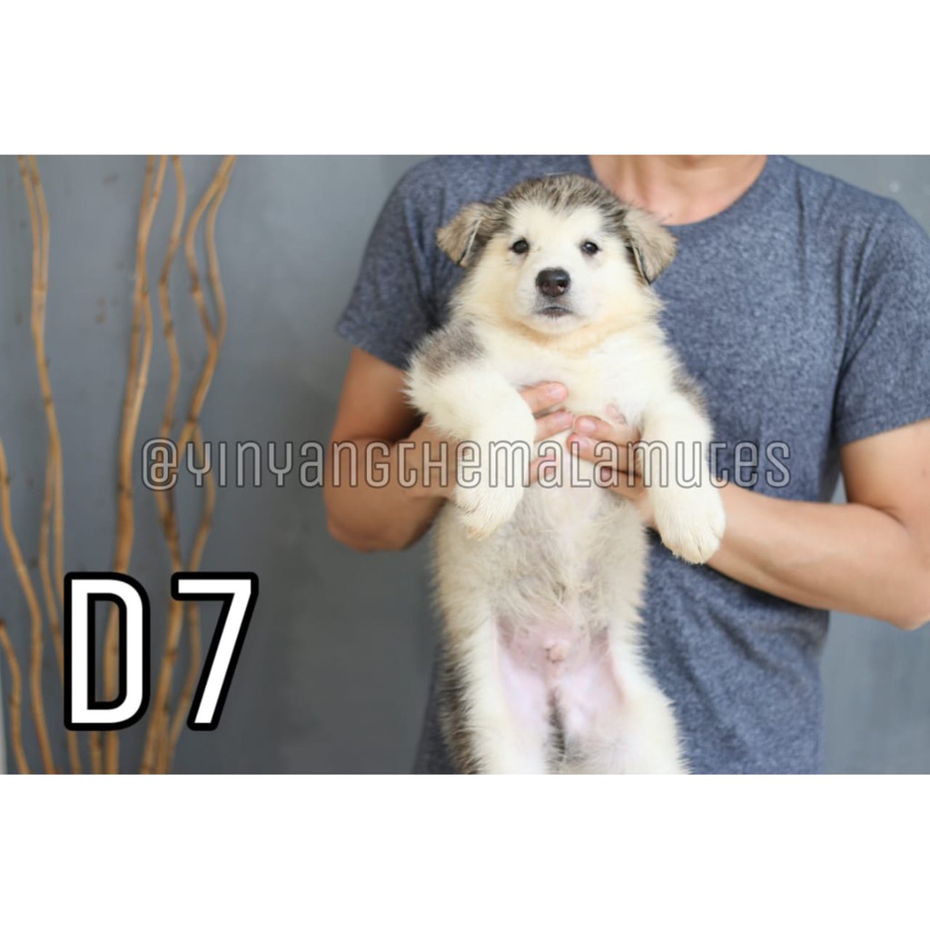 Anjing Alaskan Malamute Shopee Indonesia