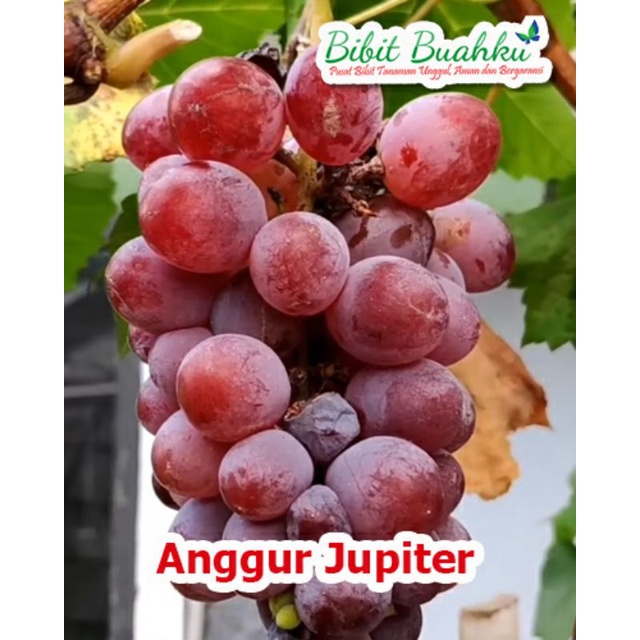 BIBIT ANGGUR JUPITER-ANGGUR JENIS JUPITER