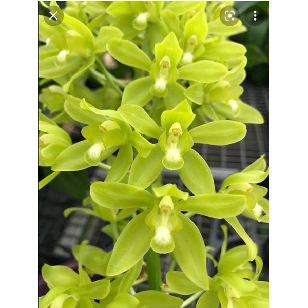 anggrek grammatophyllum citrinum remaja