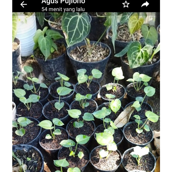 Tanaman Hias Anthurium Clarinervium | Kuping Gajah Tarantula Bibit Original