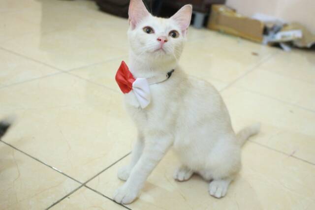 Dasi kupu-kupu half bowtie redme u/ kucing dan anjing / aksesoris hewan lucu murah hanya di bakuta