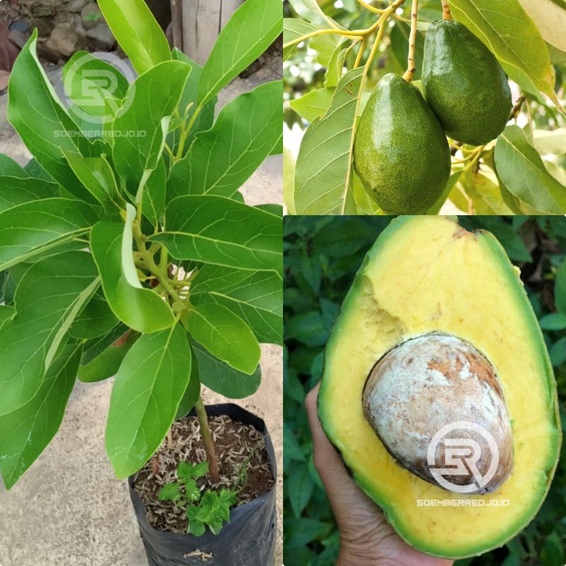 Bibit Alpukat Florida - Alpukat Paling Genjah Buah Lebat