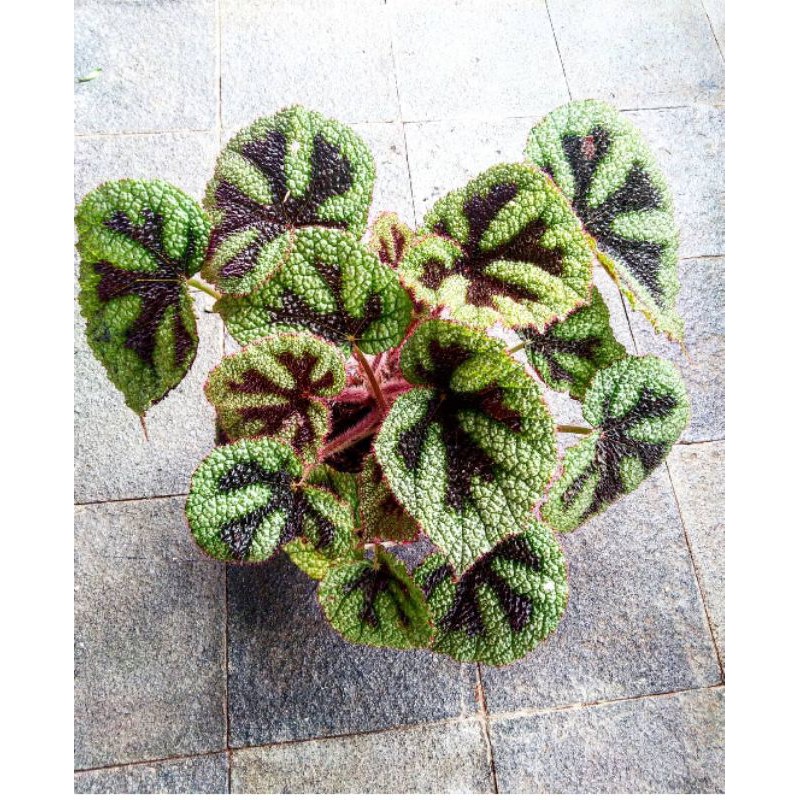 Begonia tapak macan