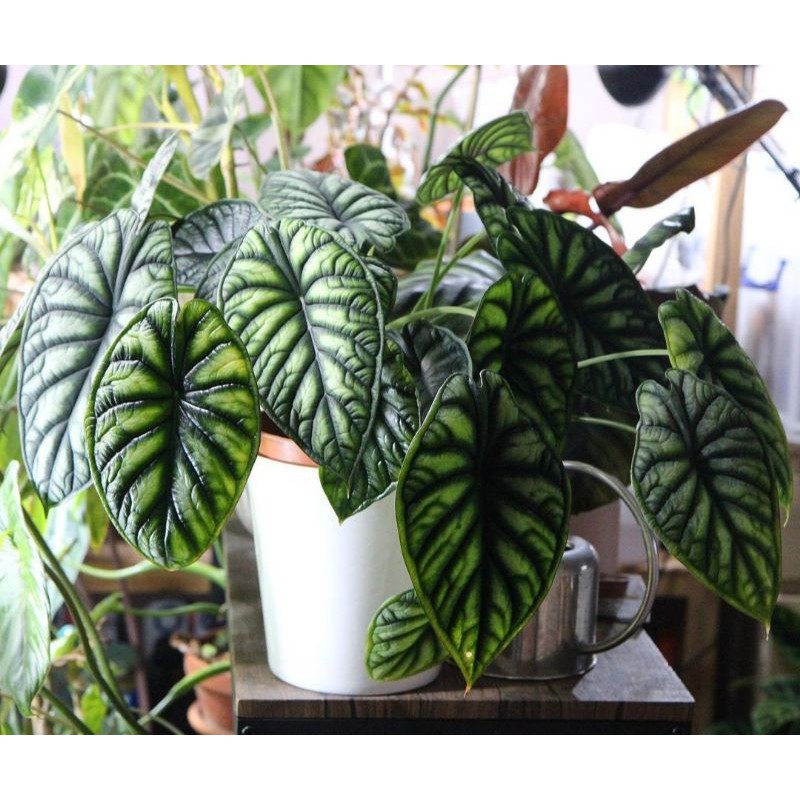 ALOCASIA DRAGON SCALE SILVER DAN HIJAU MURAH & BERKUALITAS ASLI KALIMANTAN