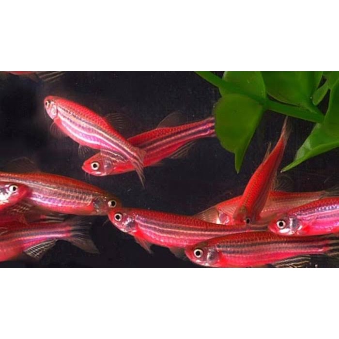 Danio Pink / Danio Zebra / Ikan Hias Aquarium