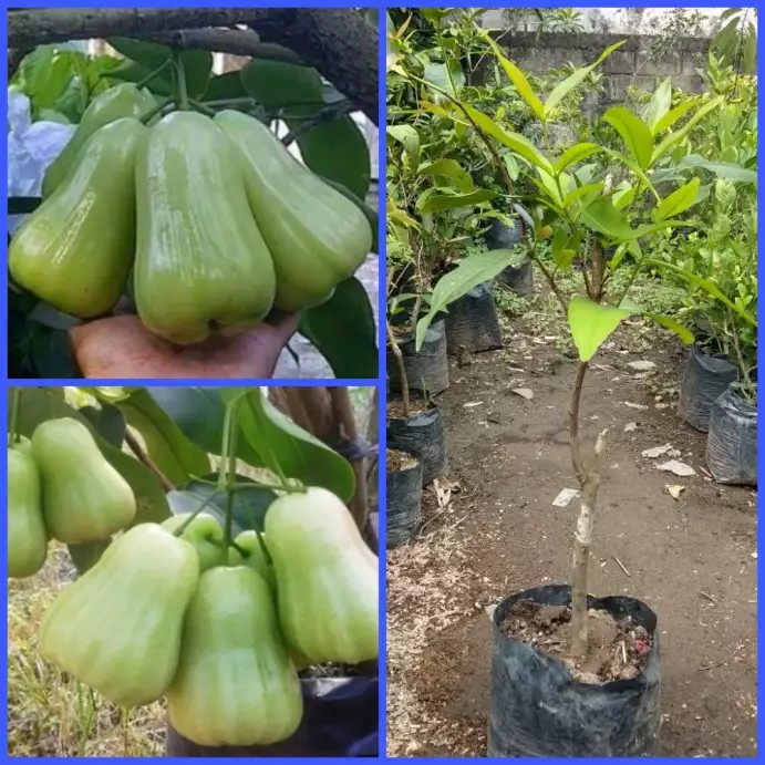 Bibit Buah Jambu Air Madu Deli