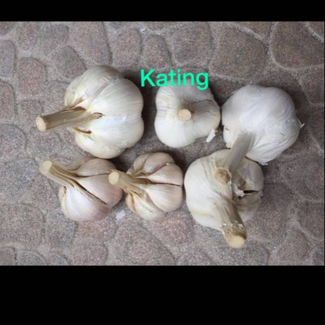 

Bawang putih kating