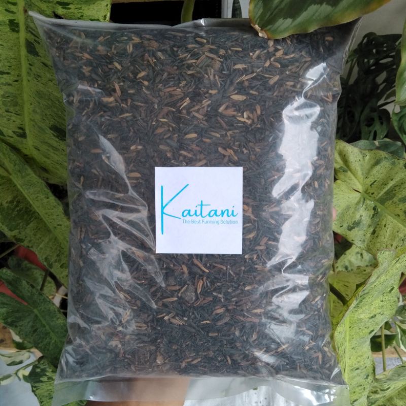 Media Tanam Aglonema dan Tanaman Lainnya Siap Pakai Tanpa Tanah