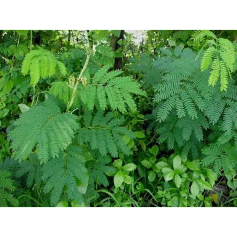 

daun petai cina per helai