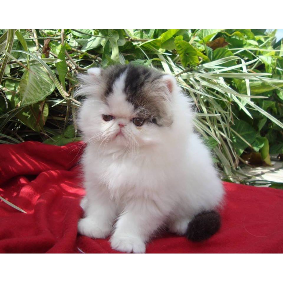 Anakan Kucing Persia Peaknose Pesek Umur 2 Bulan Lebih Shopee Indonesia