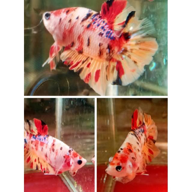 550 Koleksi Gambar Ikan Cupang Giant Multicolor HD Terbaru