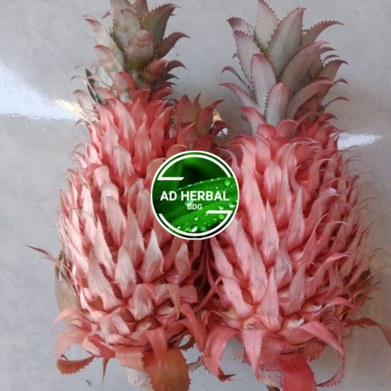 

Nanas Merah Muda Segar 300 Gram