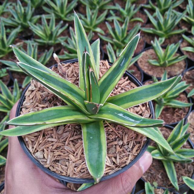 Agave victoria regina variegata