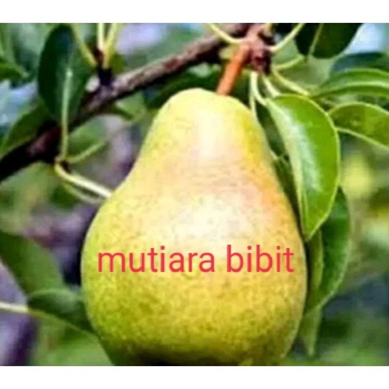 Bibit tanaman buh buah pir hijau