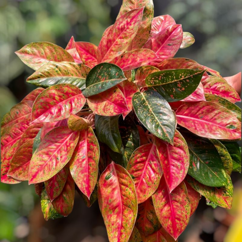 Aglonema Big roy Merah Mutasi murah / Tanaman Hias bunga Aglonema bigroy merah murah Aglonema paket 