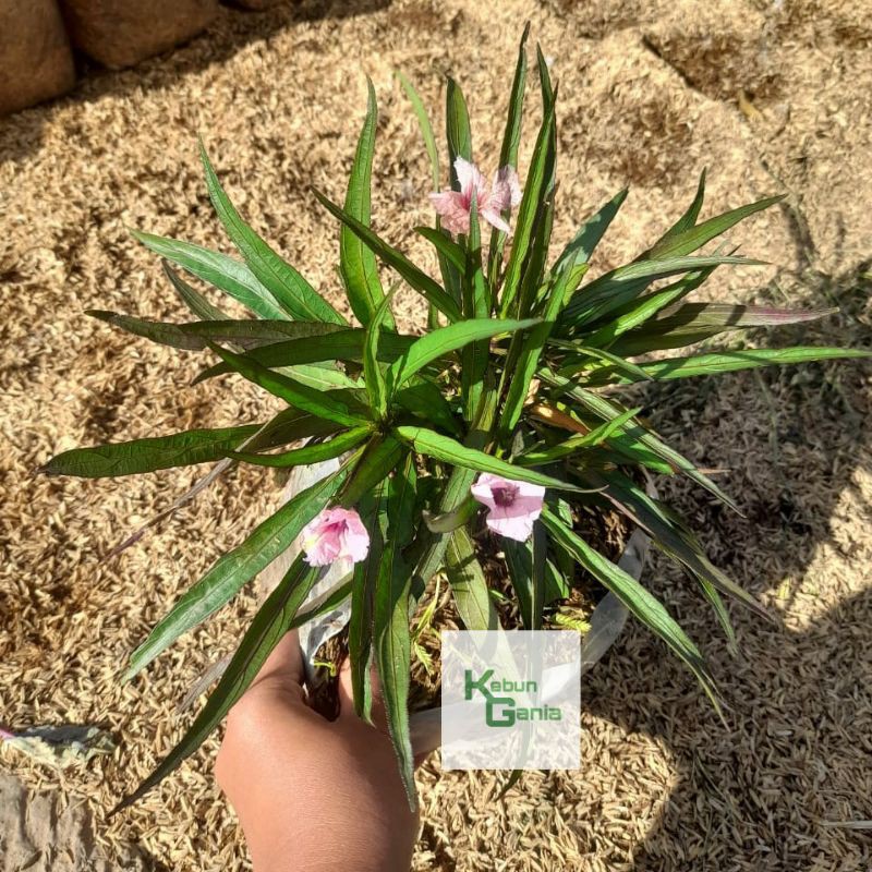 Bunga Rawelia pink ungu Bunga Ruellia