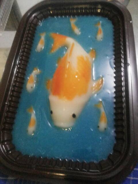 

Puding koi