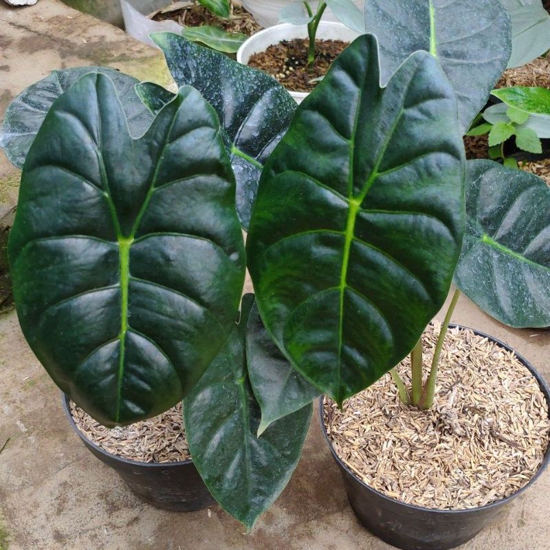 alocasia golden bone