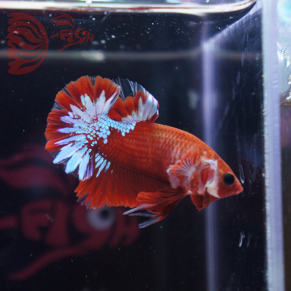 cupang male FCCP red merah jantan NOV