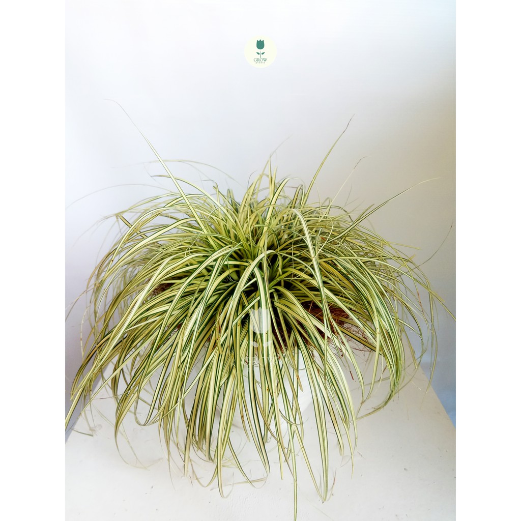 Lili paris daun kecil (spider plant )