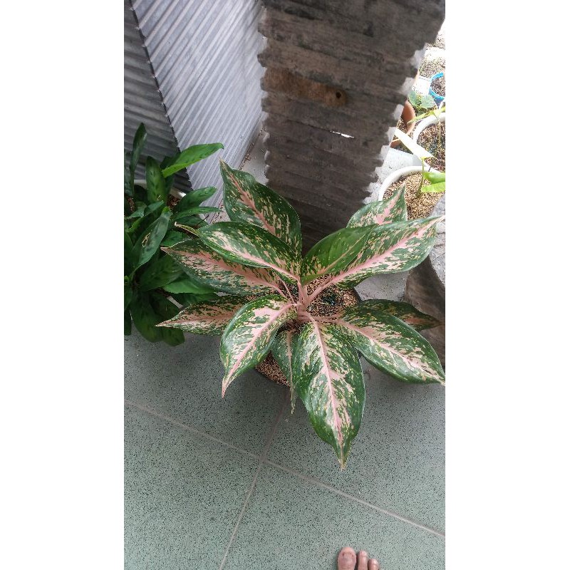 indukan aglonema silver bell