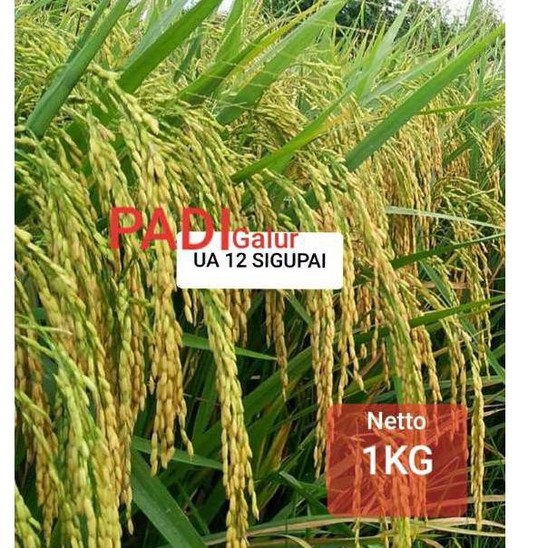JJB« Benih Padi UA 12 Sigupai / Bibit Padi UA 12 Sigupai Lokal Aceh EPG ❤️