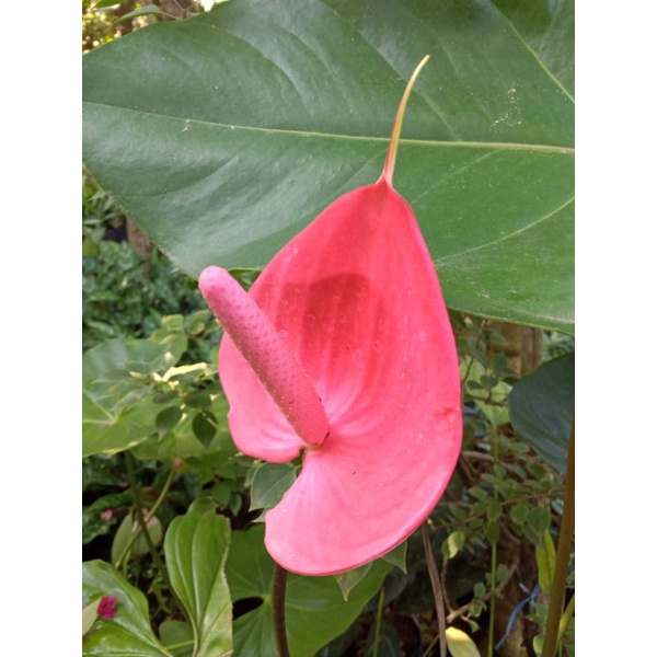 Anturium Bunga Merah / anturium andraeanum