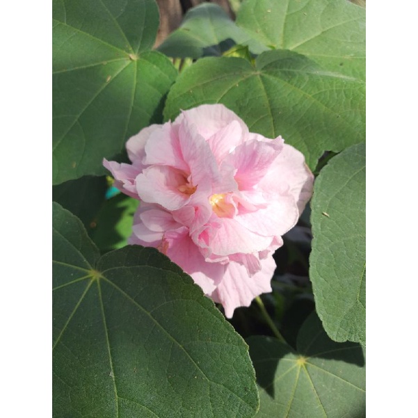 Tanaman Hias Waru Landak (Hibiscus mutabilis) Dewasa