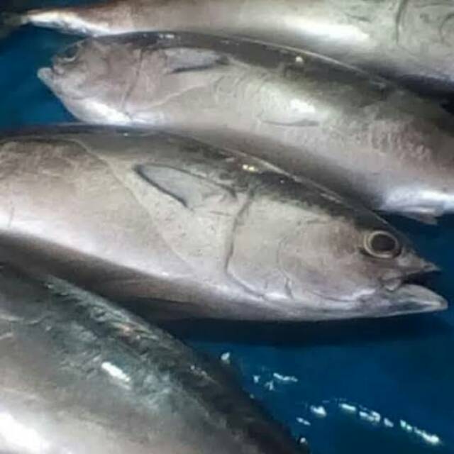 

Ikan tongkol sisik 500 gram