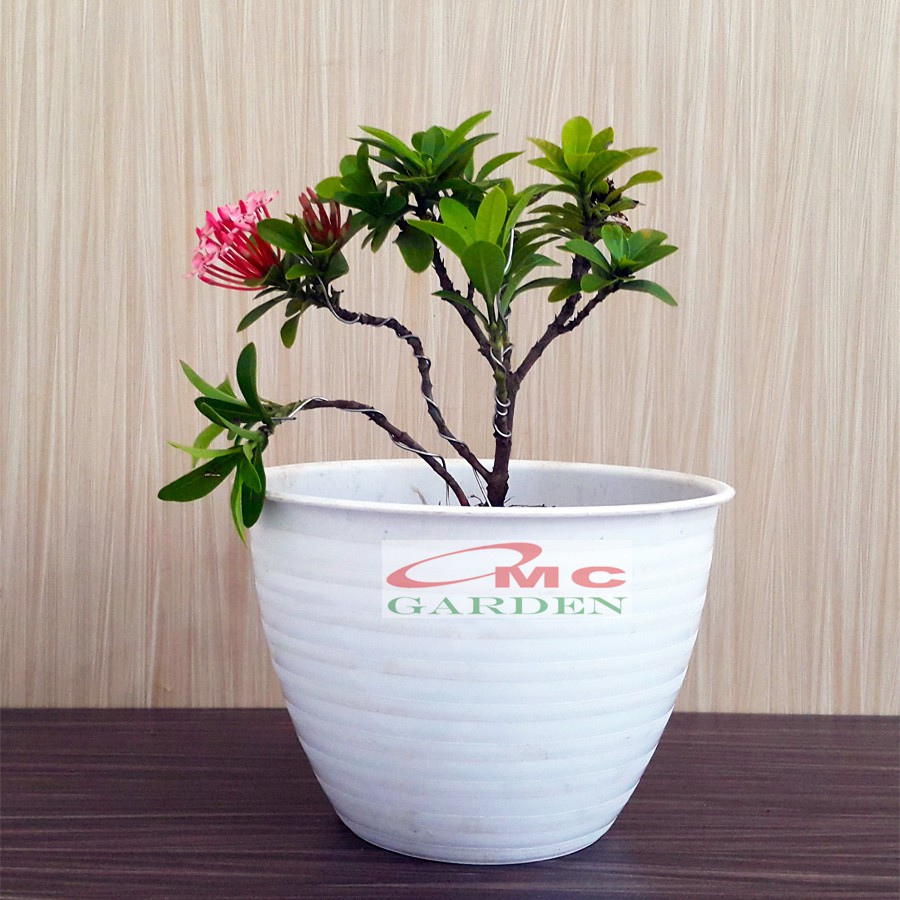 Tanaman Hias Bonsai Mame Soka Mini Asoka Jepang Ixora Pink Jambon Merah Muda B-SMP-003