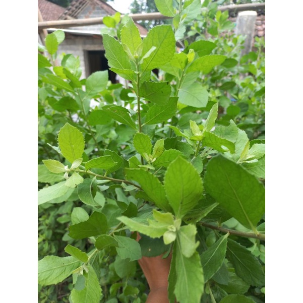 

Daun luntas/ Daun Beluntas Termurah 100g
