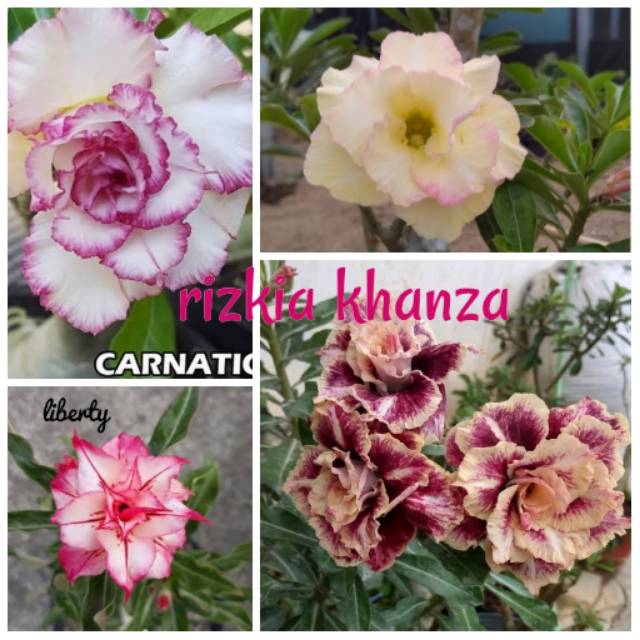 Paket 4 jenis bibit bunga kamboja trepel