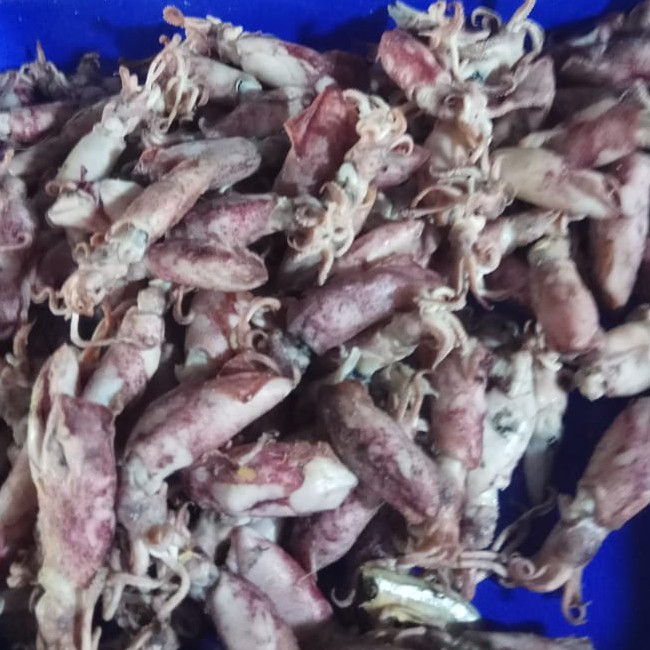 

cumi asin sedang 1 kg