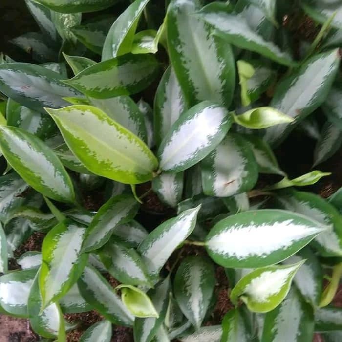 PROMO Tanaman Hias Aglonema Sri Rezeki - Aglaonema Sri Rezeki