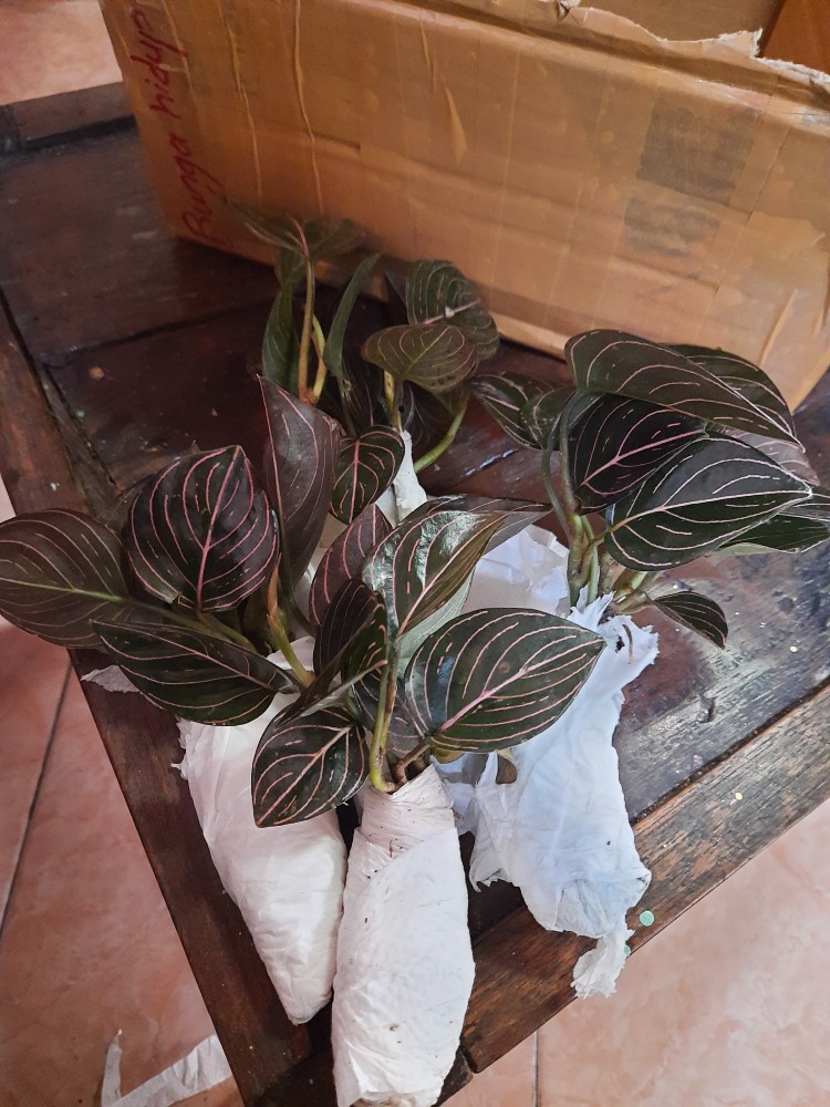 Aglonema Rotundum Aceh Bibit2-3daun Baby Minim Order 5plant