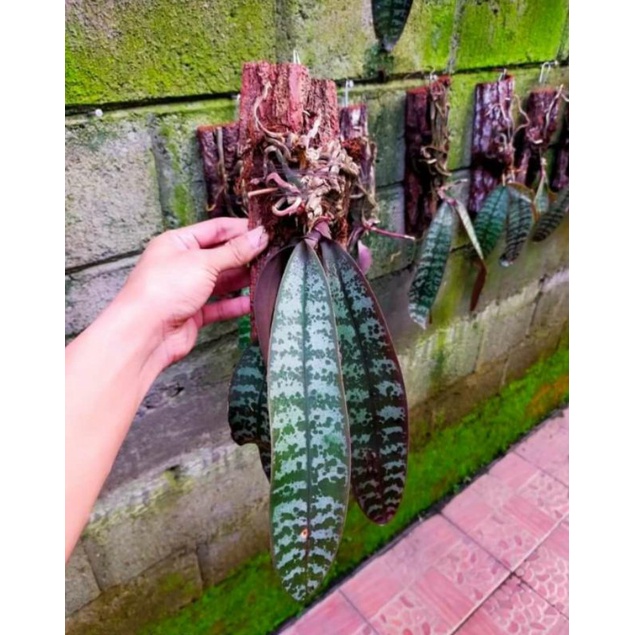 Anggrek Phalaenopsis Schilleriana