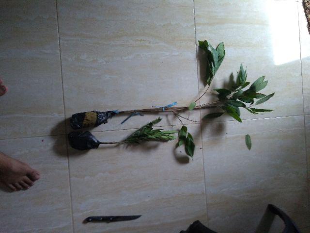 Bibit Tanaman Kelengkeng New Kristal / Wusan (tinggi 40-60 Cm)