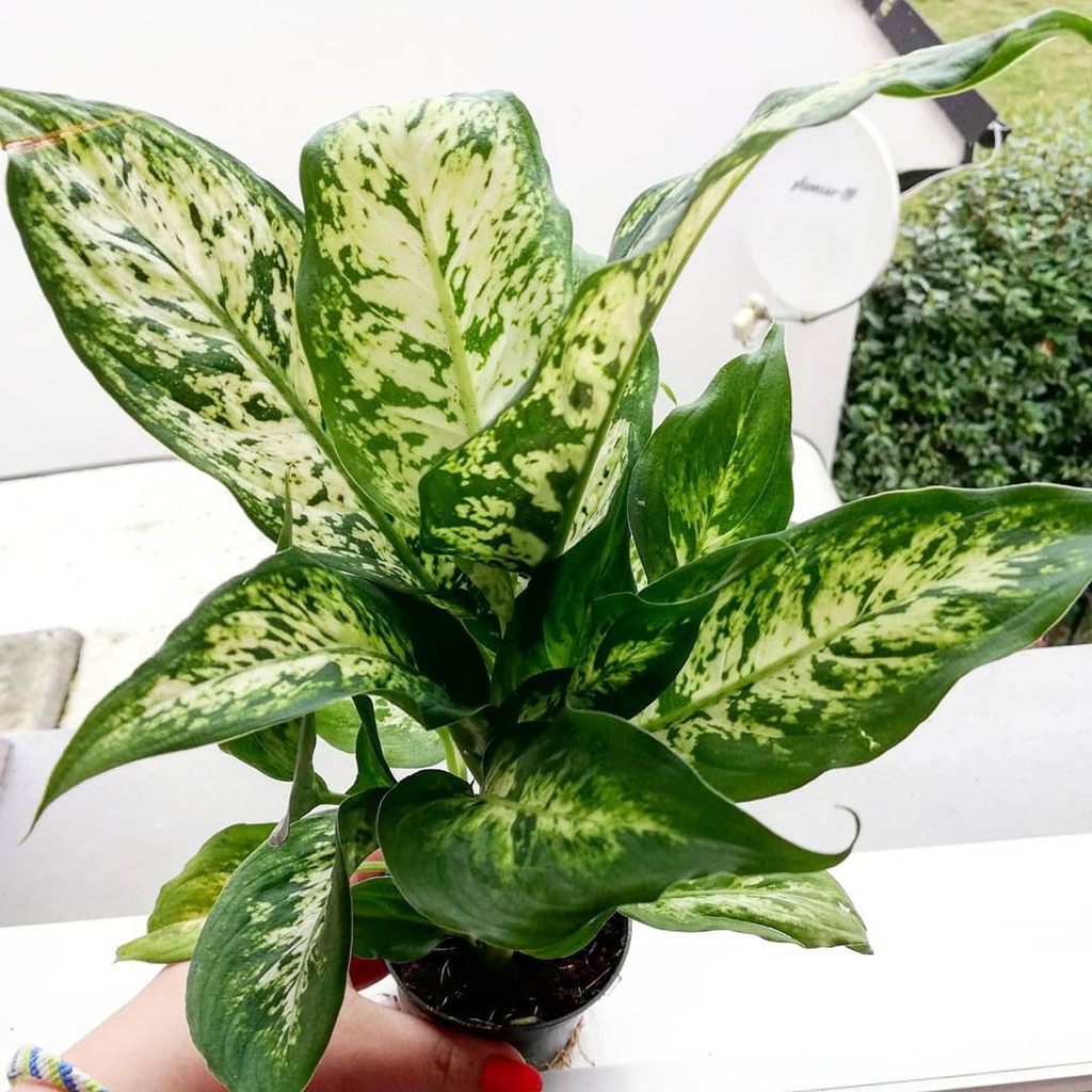 Jual Tanaman Hias Didalam Ruangan Aglonema Dieffenbachia Compacta Indonesia Shopee Indonesia
