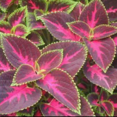 Tanaman Hias Jawer Kotok