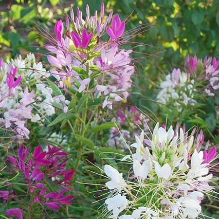 Benih Bibit Biji - Bunga Cleome Spider Plant Bunga Laba - laba Flower Seeds - IMPORT