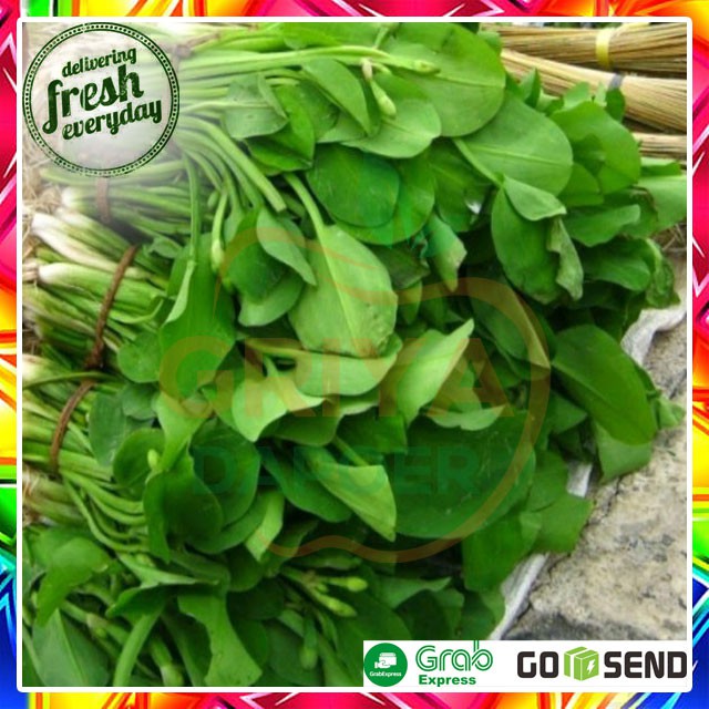 

DAUN GENJER - PER IKAT