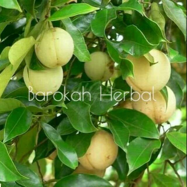 

Buah Pala segar - 250 Gram-500 Gram-1000 Gram