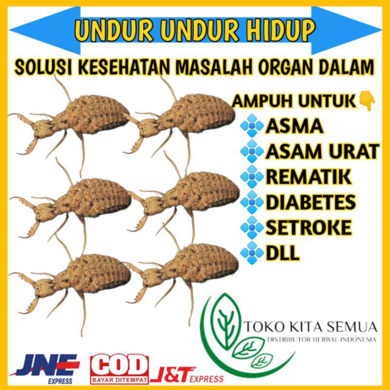 

undur undur hidup obat untuk asma dan lain lain